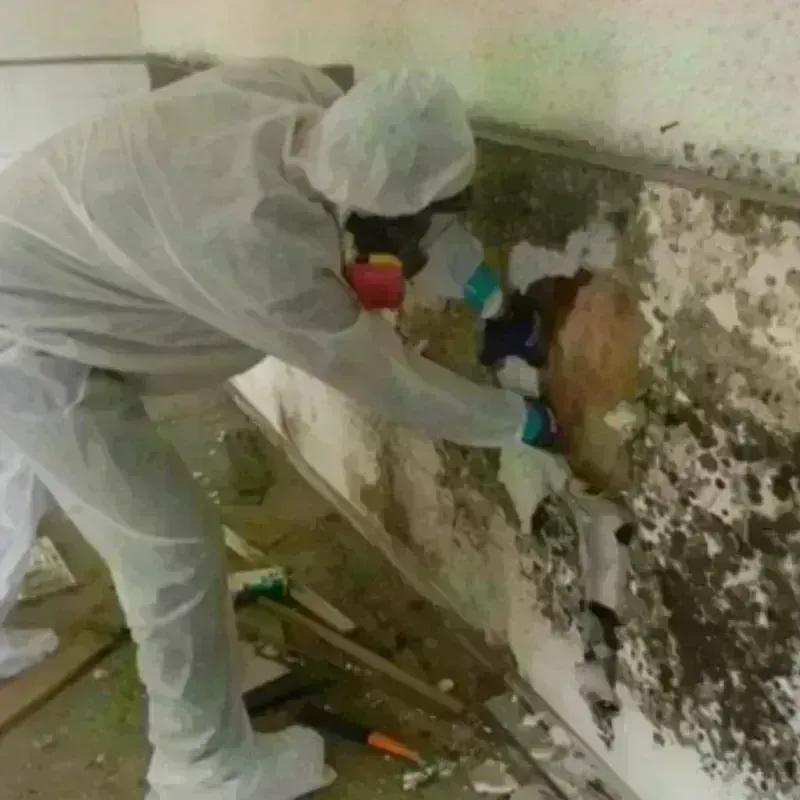 Mold Remediation and Removal in Toluca, IL